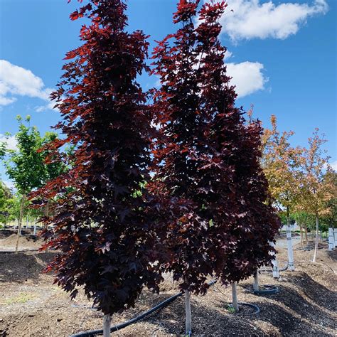 crimson sentry norway maple